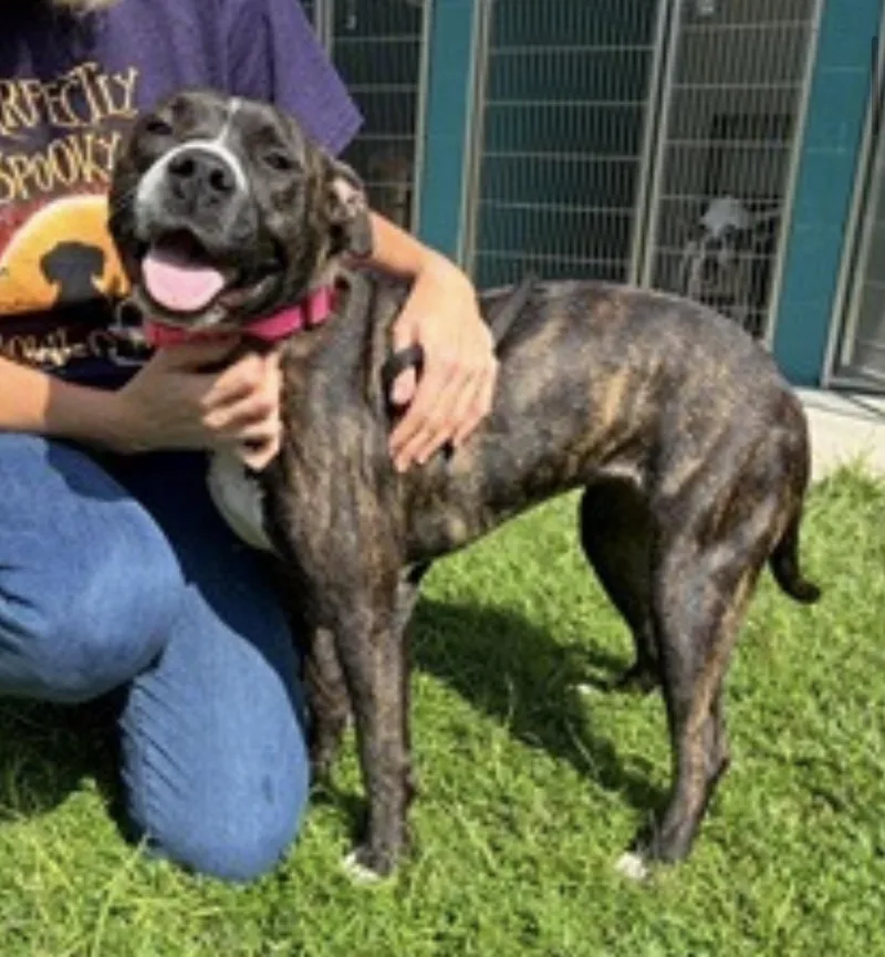 A young medium-sized female Brindle American Staffordshire Terrier dog named Willa for adoption in Cumberland, RI