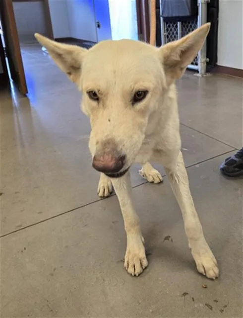An adult large-sized male German Shepherd Dog dog named Promo for adoption in Phoenix, AZ