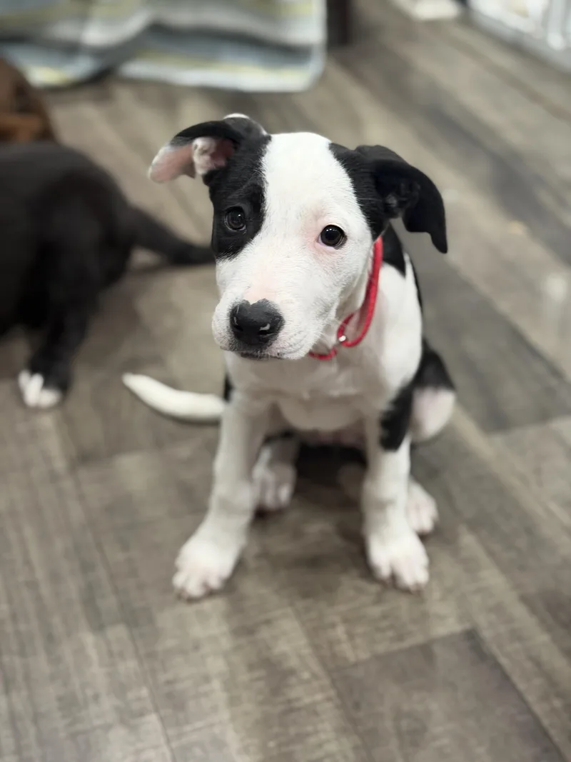 A baby large-sized female Hound dog named Ouija for adoption in Mahwah, NJ