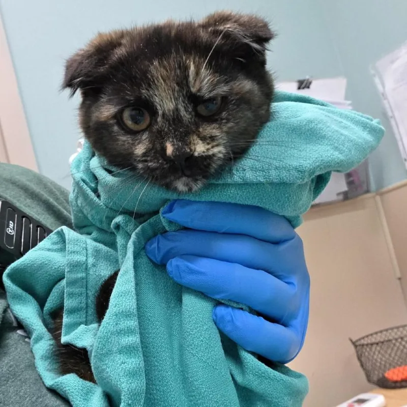A baby small-sized female Tortoiseshell Scottish Fold cat named Poppy for adoption in Tacoma, WA
