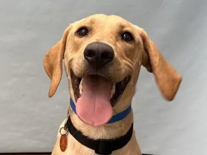 A young large-sized male Labrador Retriever dog named Blue for adoption in Coon Rapids, MN