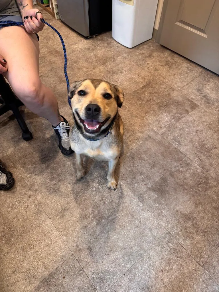 A young medium-sized female Pit Bull Terrier dog named Sage for adoption in Pottsville, PA