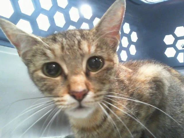 A young small-sized female Domestic Short Hair cat named Pixel for adoption in Charlotte, NC