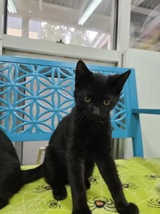 A baby small-sized male Domestic Short Hair cat named Xaden Riorson for adoption in Savannah, GA
