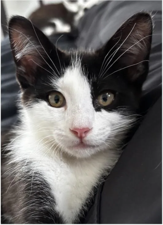 A baby small-sized male Domestic Short Hair cat named Moth Man for adoption in Beacon, NY