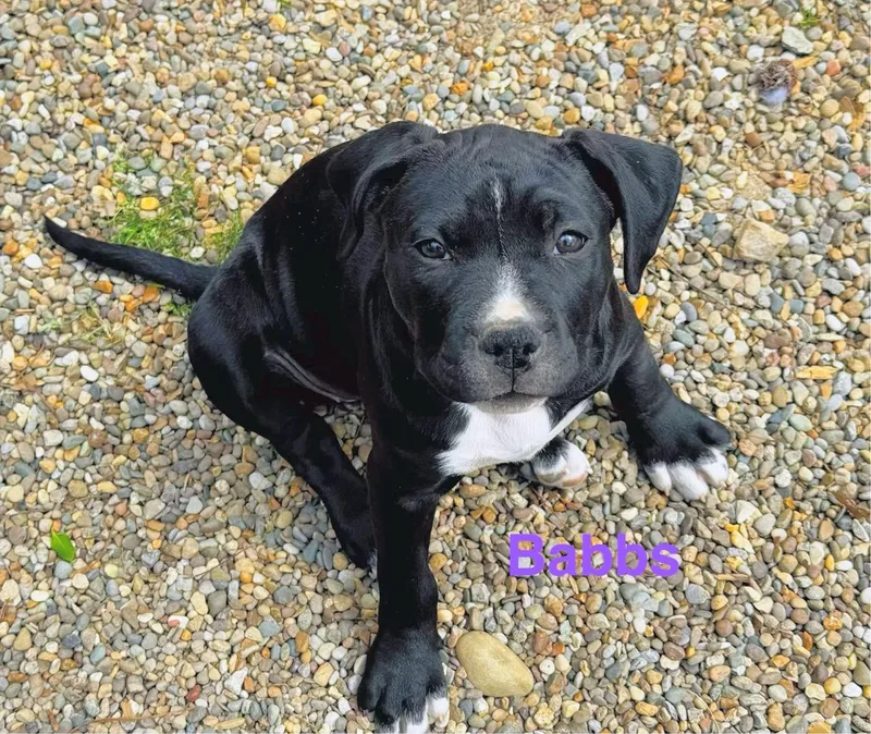 A baby medium-sized female Black Boxer dog named Babbs for adoption in Scottsburg, IN