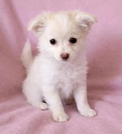 A young small-sized female Apricot / Beige Chihuahua dog named Terri for adoption in Buffalo, MN