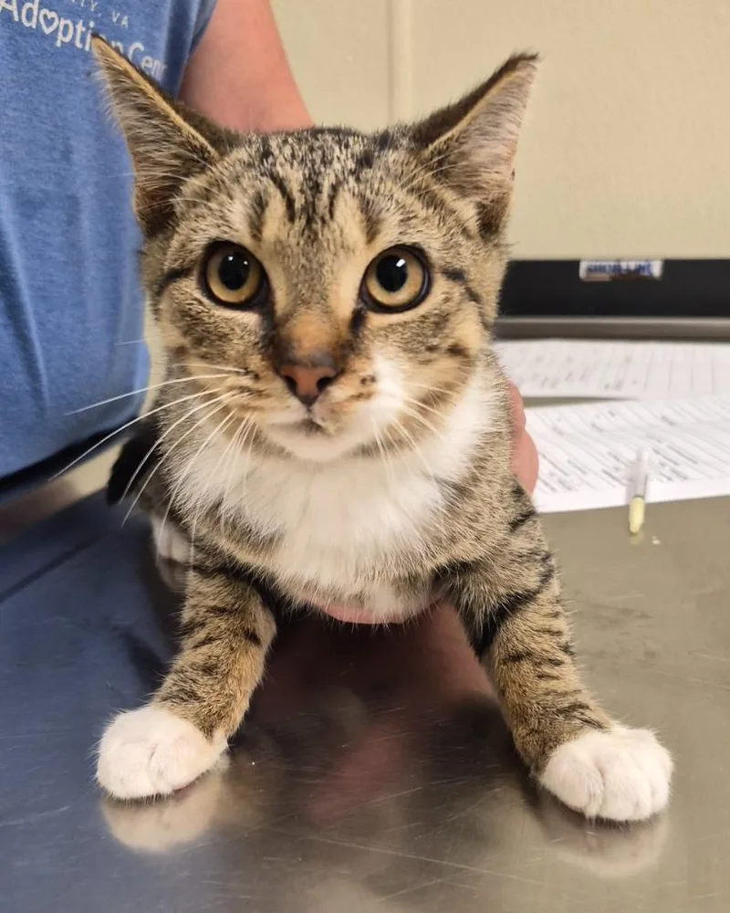 A baby medium-sized female Domestic Short Hair cat named Poison Ivy for adoption in Christiansburg, VA