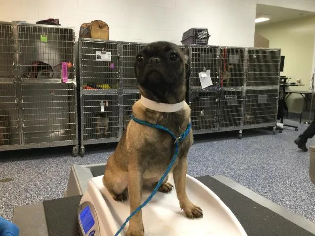 A young small-sized female Pug dog named Missy for adoption in Thousand Palms, CA