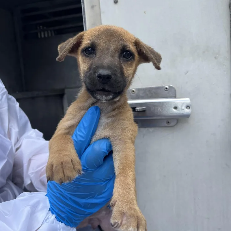 A baby small-sized female Shepherd dog named Livia for adoption in Edinburg, TX
