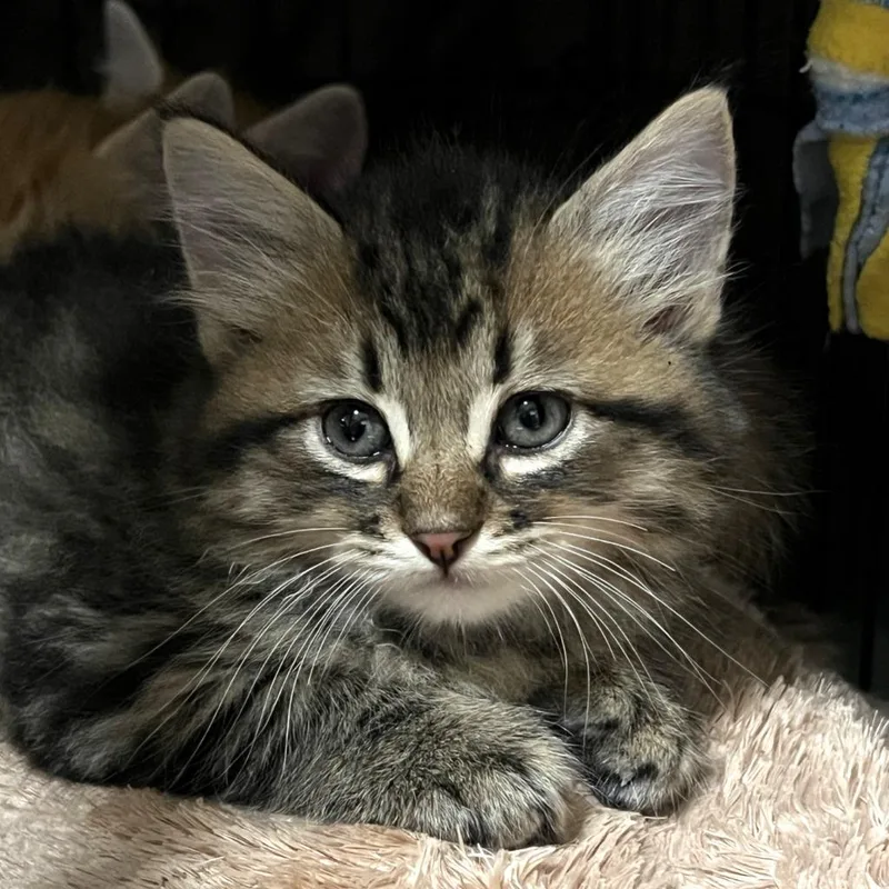 A baby medium-sized male Domestic Medium Hair cat named Jon for adoption in Columbia, IL
