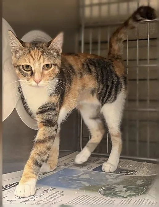 A young small-sized female Tiger cat named Tangie for adoption in Pasadena, CA