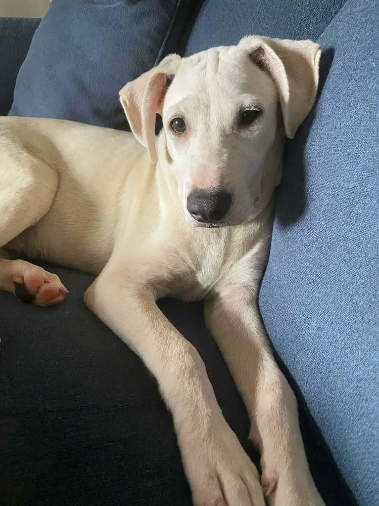 A baby medium-sized male White / Cream Labrador Retriever dog named Finn for adoption in Peoria, IL