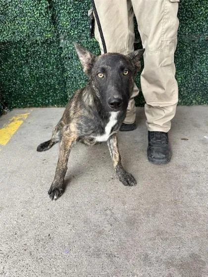 A baby large-sized male Brindle German Shepherd Dog dog named Kovu for adoption in El Paso, TX
