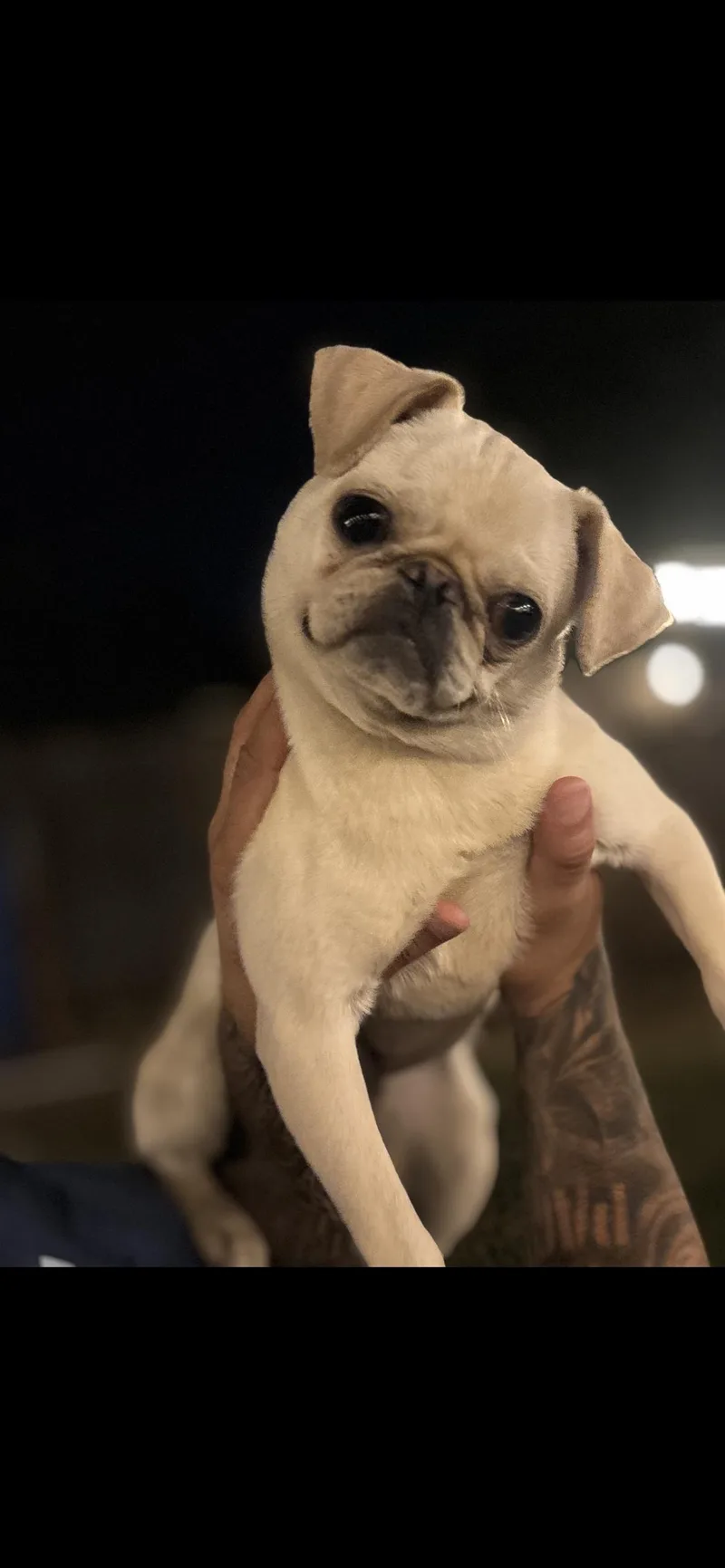 A young small-sized female Apricot / Beige Pug dog named Pibble for adoption in Hamden, CT