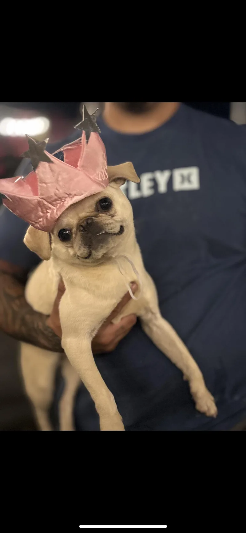 Pibble thumbnail 5