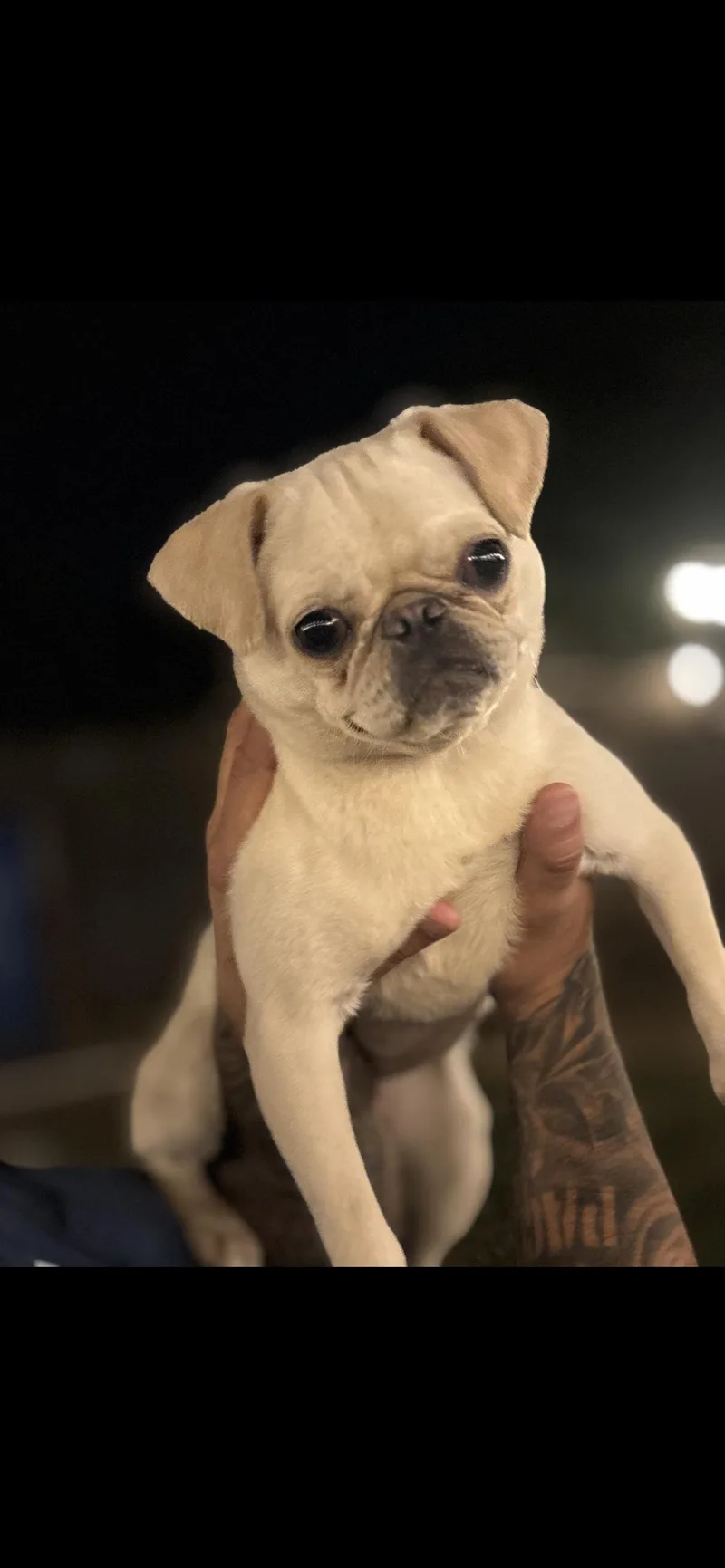 Pibble thumbnail 6