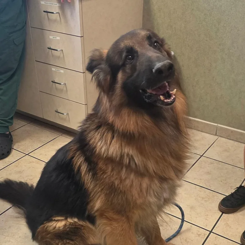 An adult large-sized male German Shepherd Dog dog named Loki Chappell for adoption in Las Vegas, NV