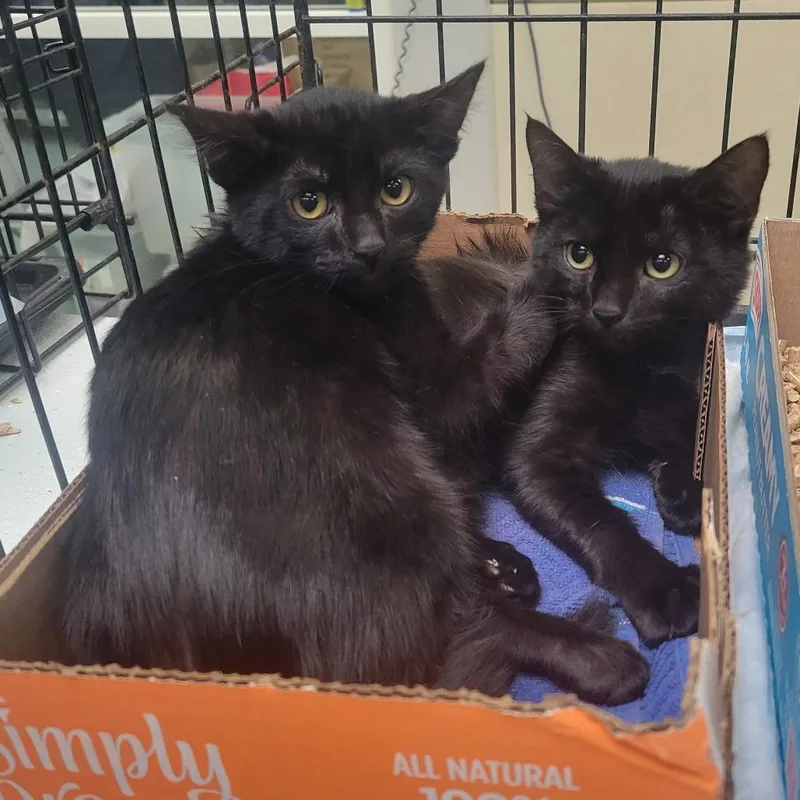 A baby small-sized female Black Domestic Short Hair cat named Country Singers _ for adoption in Westminster, CA