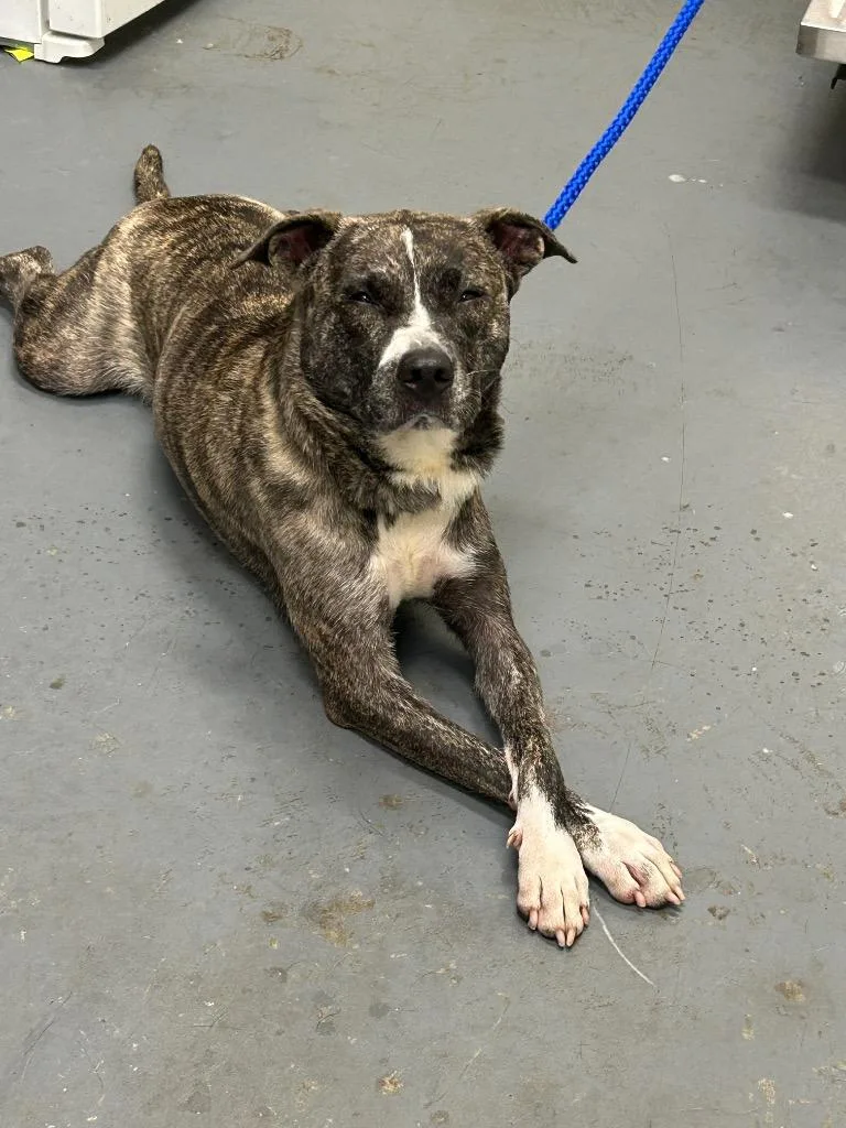 A young medium-sized female Labrador Retriever dog named Ruby for adoption in Winder, GA