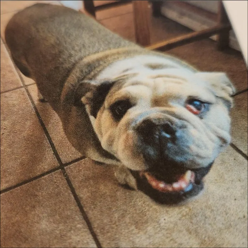 An adult medium-sized female English Bulldog dog named Kinsley for adoption in Thompson Falls, MT