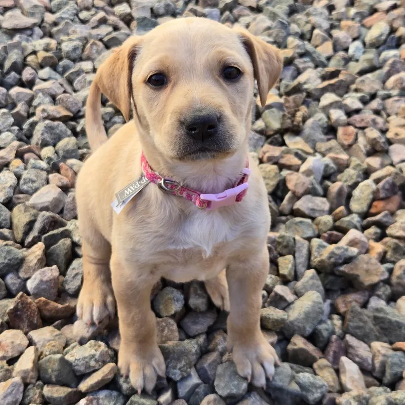 Grrlinda thumbnail 2