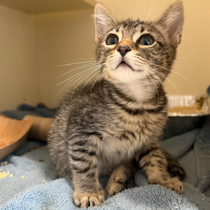 A baby small-sized male Brown / Chocolate Domestic Short Hair cat named Mr. Captain Spiderman for adoption in Jacksonville, FL