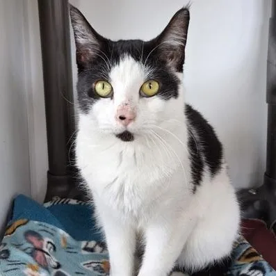 A young medium-sized male Black Domestic Short Hair cat named Georgie for adoption in Belmont, NY