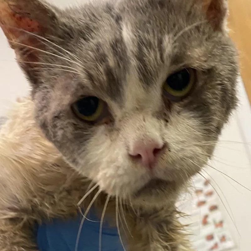 A senior medium-sized male White Domestic Short Hair cat named Timbuktu for adoption in Charleston, WV