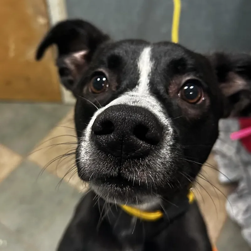 A young medium-sized male Black Mixed Breed dog named Billy Bob for adoption in Chattanooga, TN