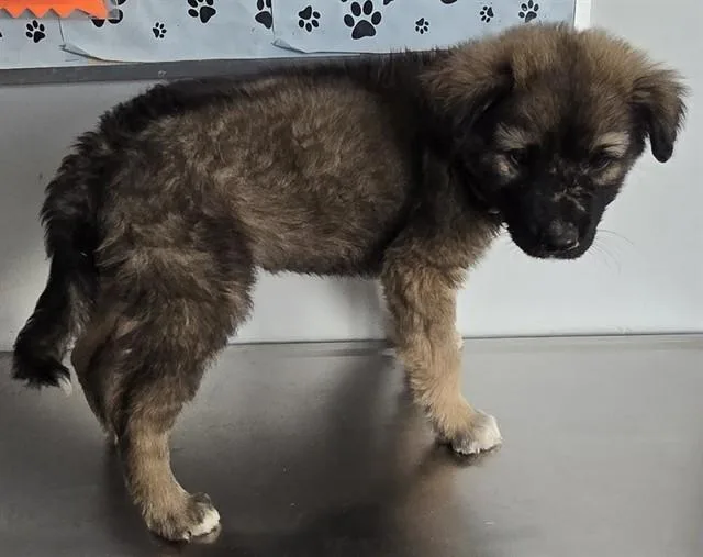 A baby small-sized male Cane Corso dog named Teddy for adoption in Lancaster, CA