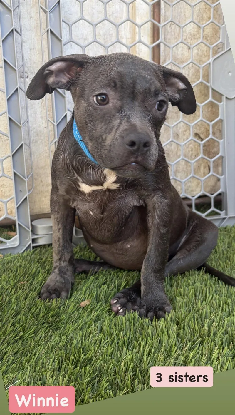 A baby medium-sized female American Staffordshire Terrier dog named Sanderson Sisters  Winnie for adoption in San Diego, CA