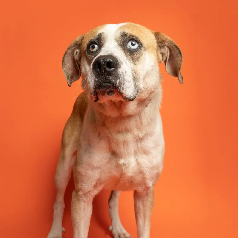 A young medium-sized male Bull Terrier dog named Blue Taki for adoption in Richardson, TX