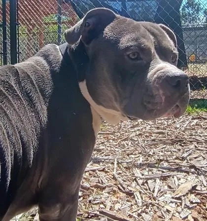 An adult medium-sized male American Bulldog dog named Bubba for adoption in Palm Coast, FL