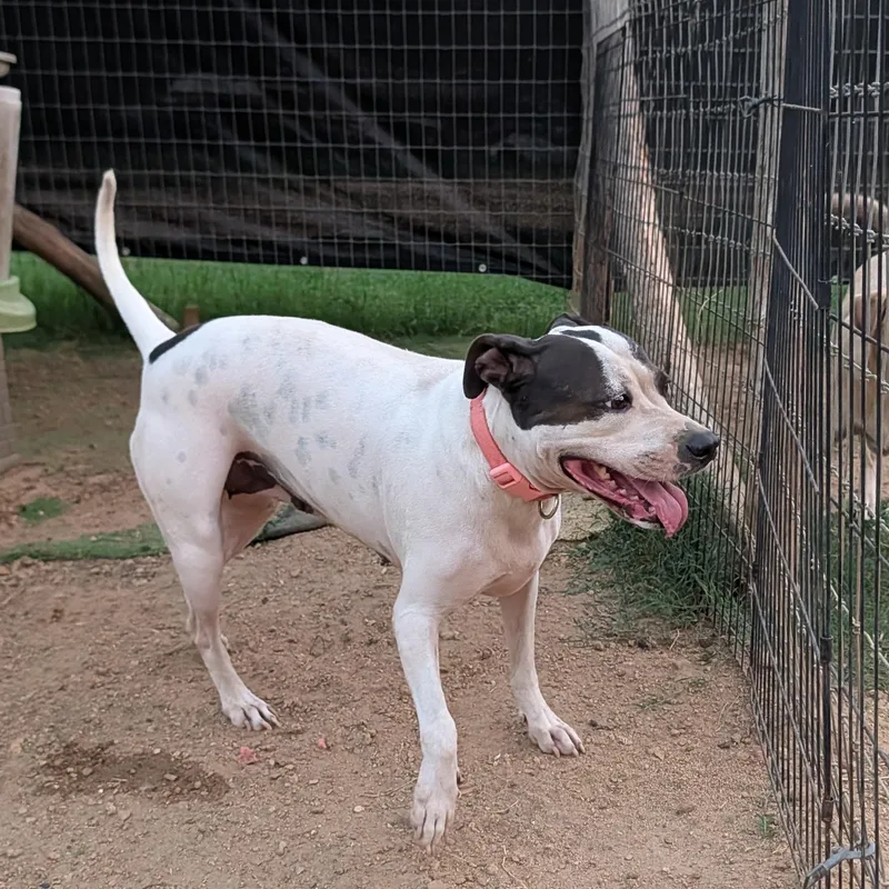 A young medium-sized female Terrier dog named Do for adoption in Tishomingo, OK