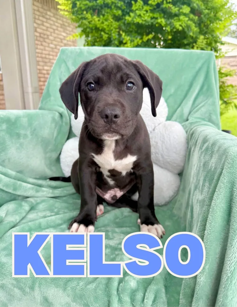 A baby large-sized male Pit Bull Terrier dog named Kelso for adoption in Shalimar, FL