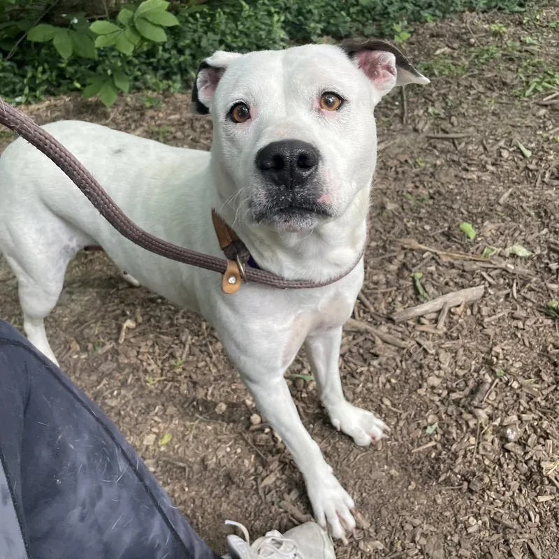 An adult medium-sized female White / Cream Mixed Breed dog named Azalea for adoption in Edwardsville, IL