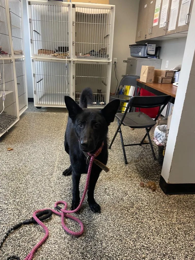 An adult large-sized male Mixed Breed dog named Choppo for adoption in Columbia, TN