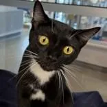 An adult medium-sized male Black & White / Tuxedo Domestic Short Hair cat named Luna for adoption in Hilliard, OH