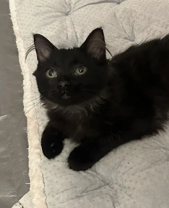 A baby small-sized female Domestic Long Hair cat named Martha for adoption in Troy, MI
