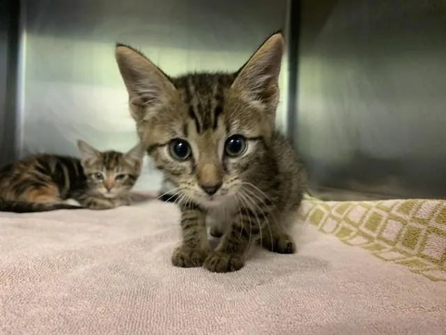 A baby small-sized male Domestic Short Hair cat named Hot Dog for adoption in Grand Prairie, TX
