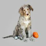 Poodle