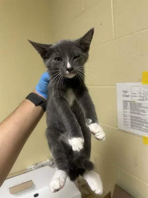 A baby small-sized male Domestic Short Hair cat named Peace Lily for adoption in Sacramento, CA