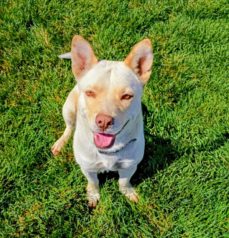 An adult medium-sized female Apricot / Beige Australian Cattle Dog / Blue Heeler dog named Toast for adoption in Evergreen, CO