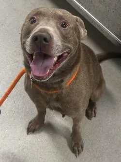 An adult large-sized male Mixed Breed dog named Buddy for adoption in Athens, GA