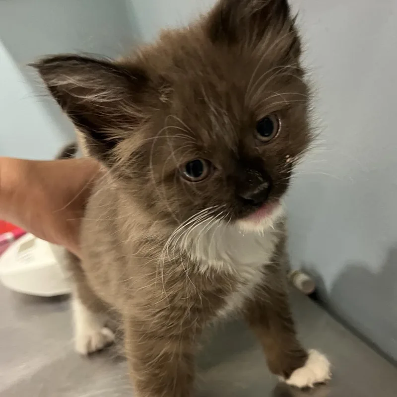 A baby small-sized female Domestic Medium Hair cat named Ollie for adoption in Chattanooga, TN