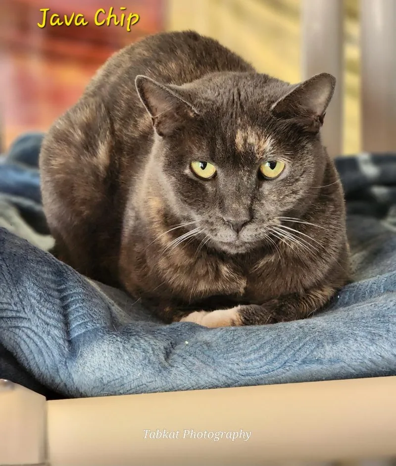 An adult small-sized female Domestic Short Hair cat named Java for adoption in Cambridge, MD