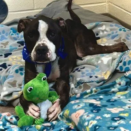 An adult large-sized male Pit Bull Terrier dog named Valor for adoption in Westland, MI