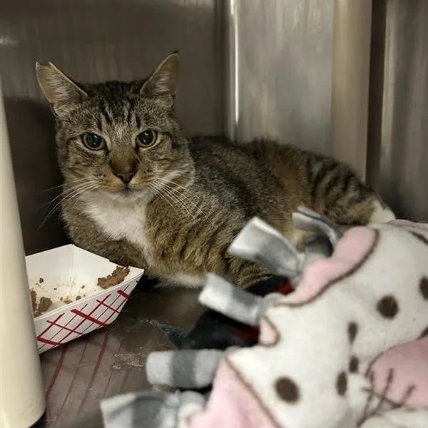 An adult large-sized male Brown / Chocolate Domestic Short Hair cat named Chuck for adoption in Salt Lake City, UT