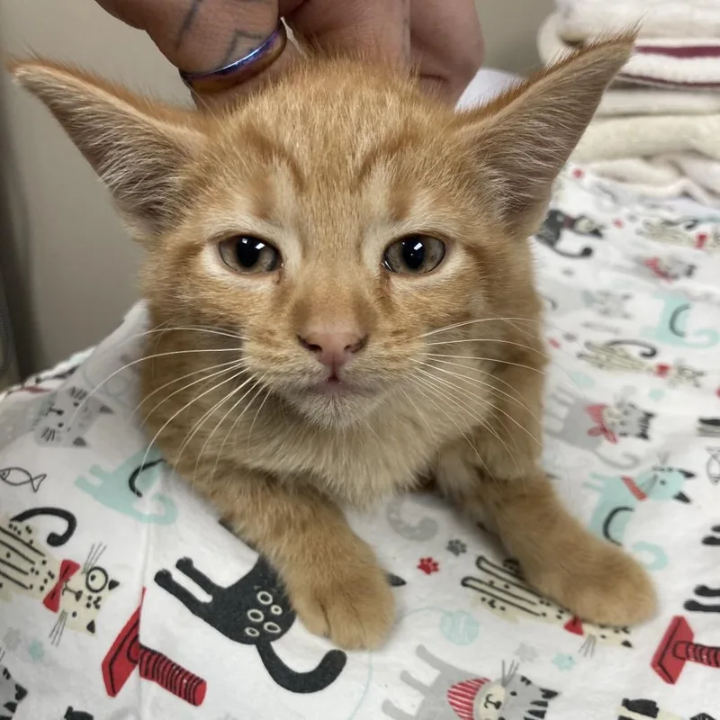 A baby small-sized female Domestic Short Hair cat named Enid for adoption in Blue Ridge, GA